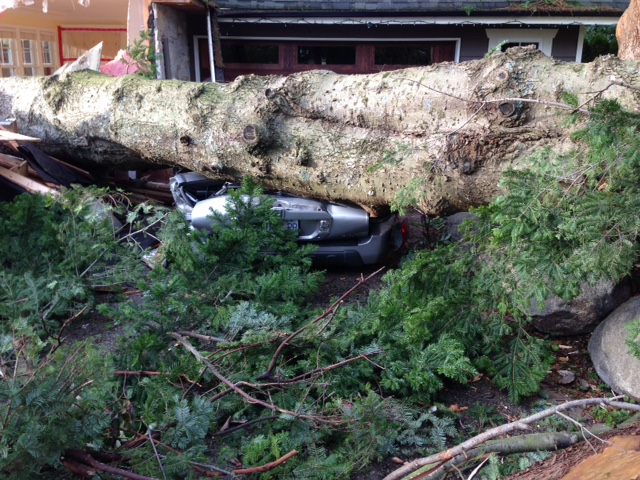 A car was crushed by a tree in Surrey. Credit: Karl Casselman .