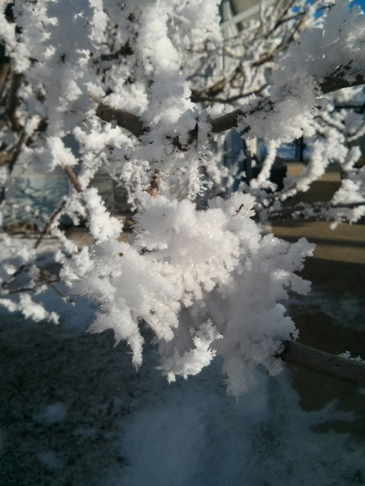 This photo of hoar frost in Hanley, Sask. on Christmas Eve was sent in by Tracy Roberts.