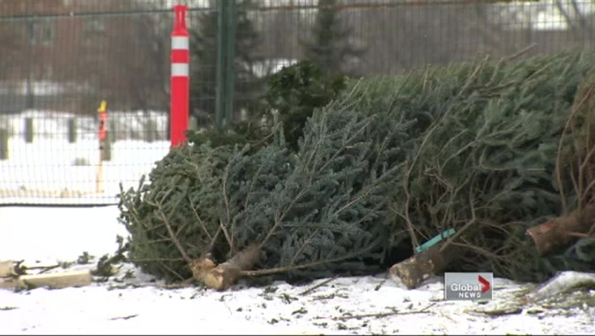 Tree Recycling depots open on Dec. 27 and stay open until Jan. 20.