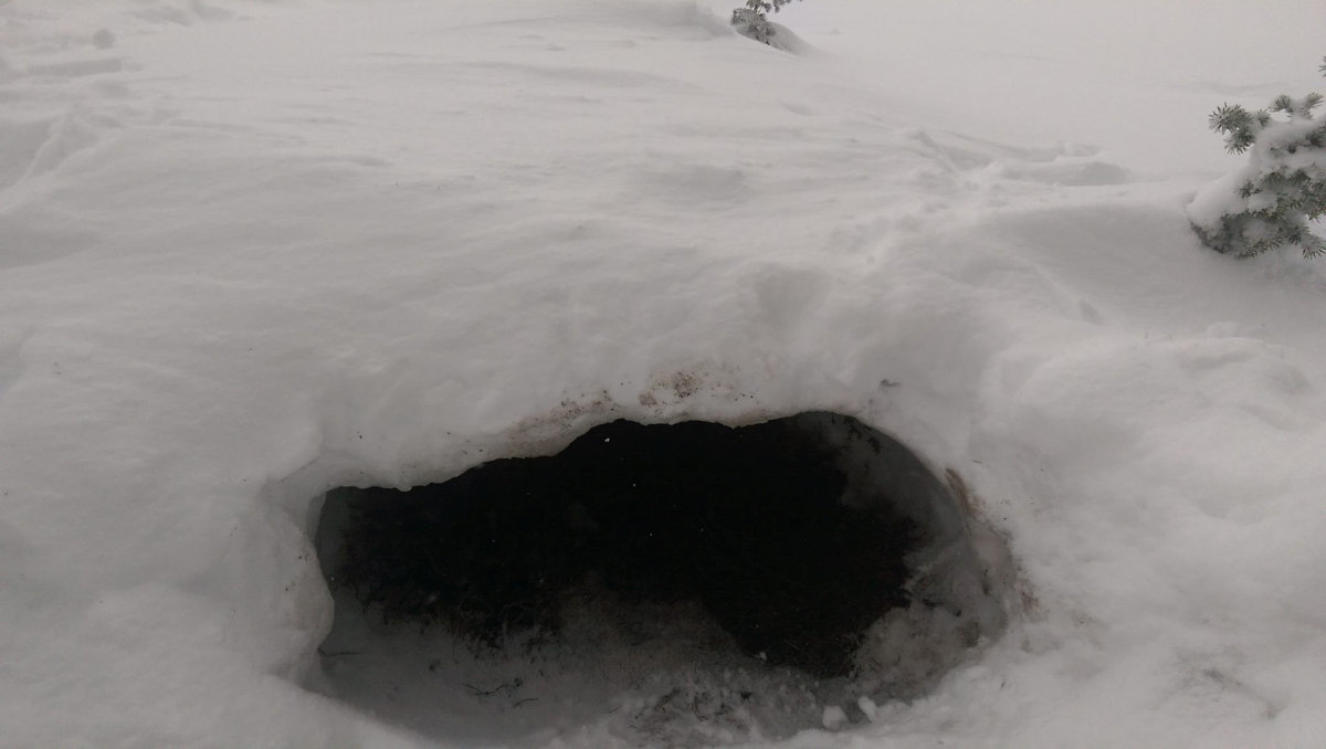 Father, daughter spend night in snow cave on Whistler Mountain before rescue - image