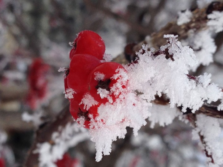 Dec. 25: This Your Saskatchewan photo was taken by Deserée Wiebe in Saskatoon.