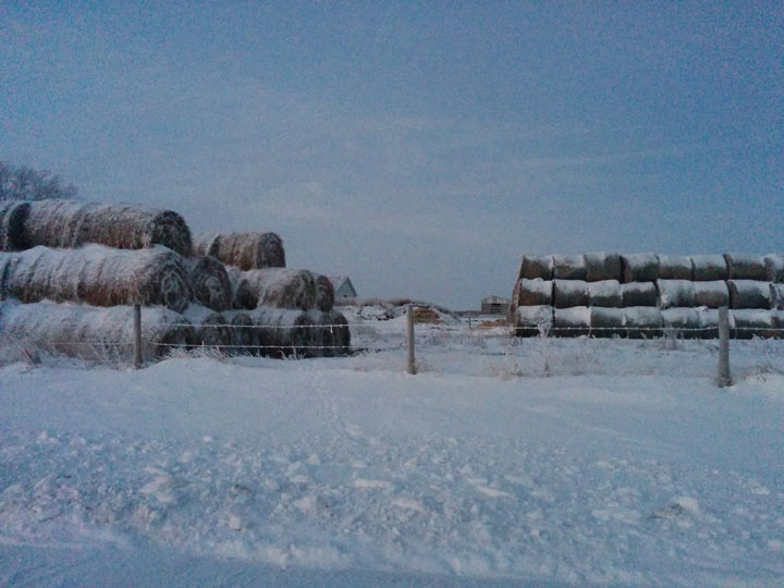 This photo of hoar frost near Warman, Sask. was sent in by Wendy Miller.