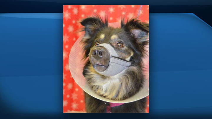 Dog recovering after being shot in face - Regina | Globalnews.ca