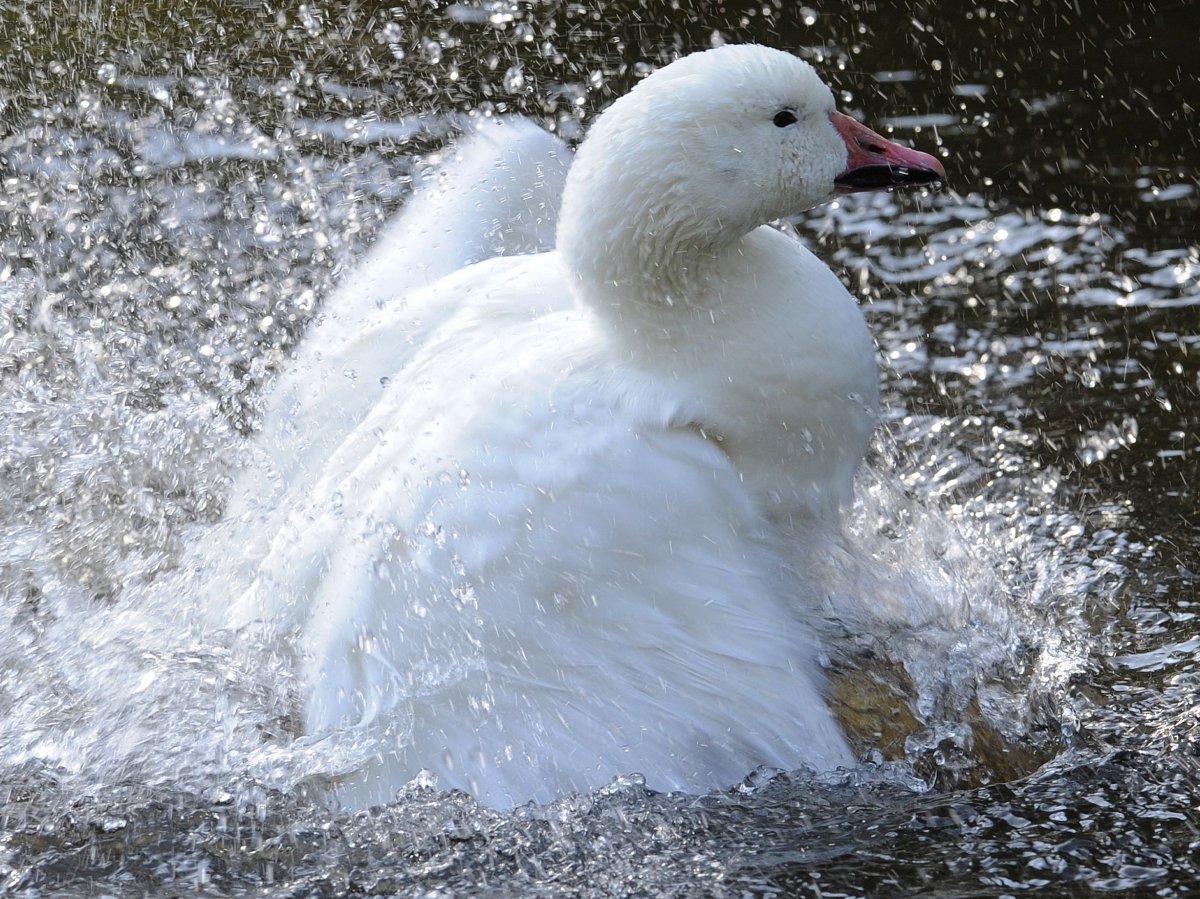A snow goose is pictured in the outdoor enclosure of the Bird Park in Walsrode (Lower Saxony), northern Germany on October 22, 2013. 