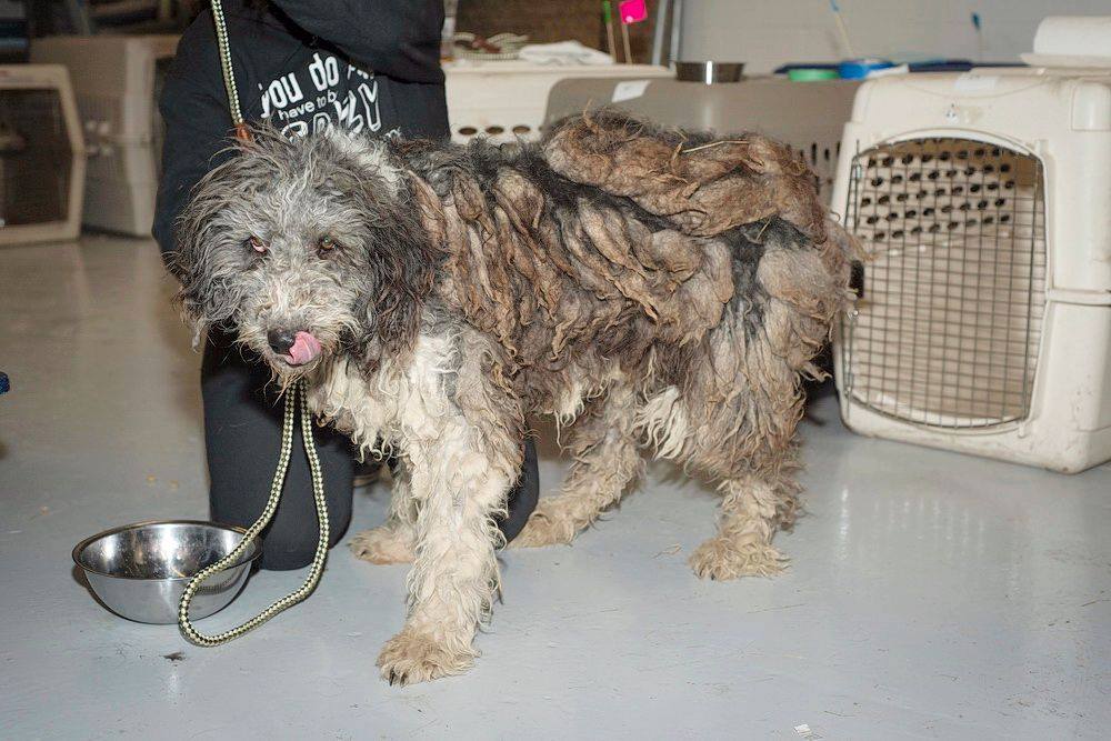 201 extremely emaciated dogs from a single property in Milk River during a two-stage operation.