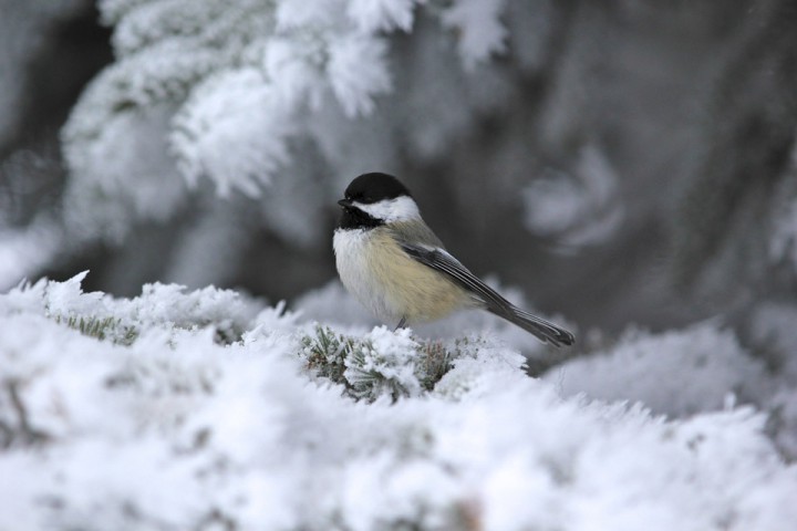 Jan. 6: This Your Saskatchewan photo was taken by Melanie Gray near Humboldt.