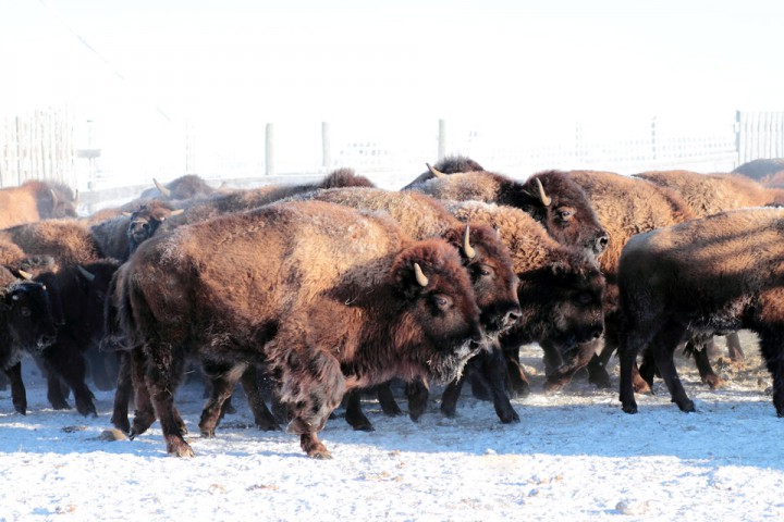 Jan. 8: This Your Saskatchewan photo of buffalo braving the cold south of Melfort was taken by Dayna MacDonald.
