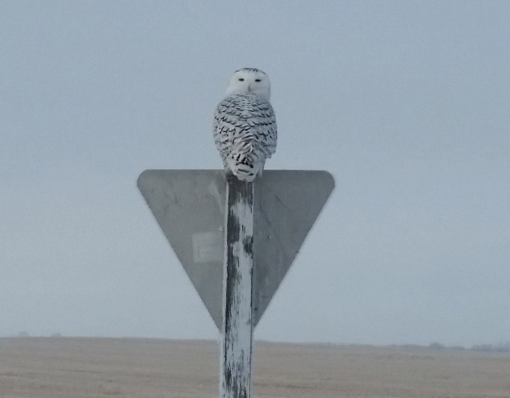 Jan. 21: This Your Saskatchewan photo of a snowy owl was taken by Chance D. in the RM of Blucher.