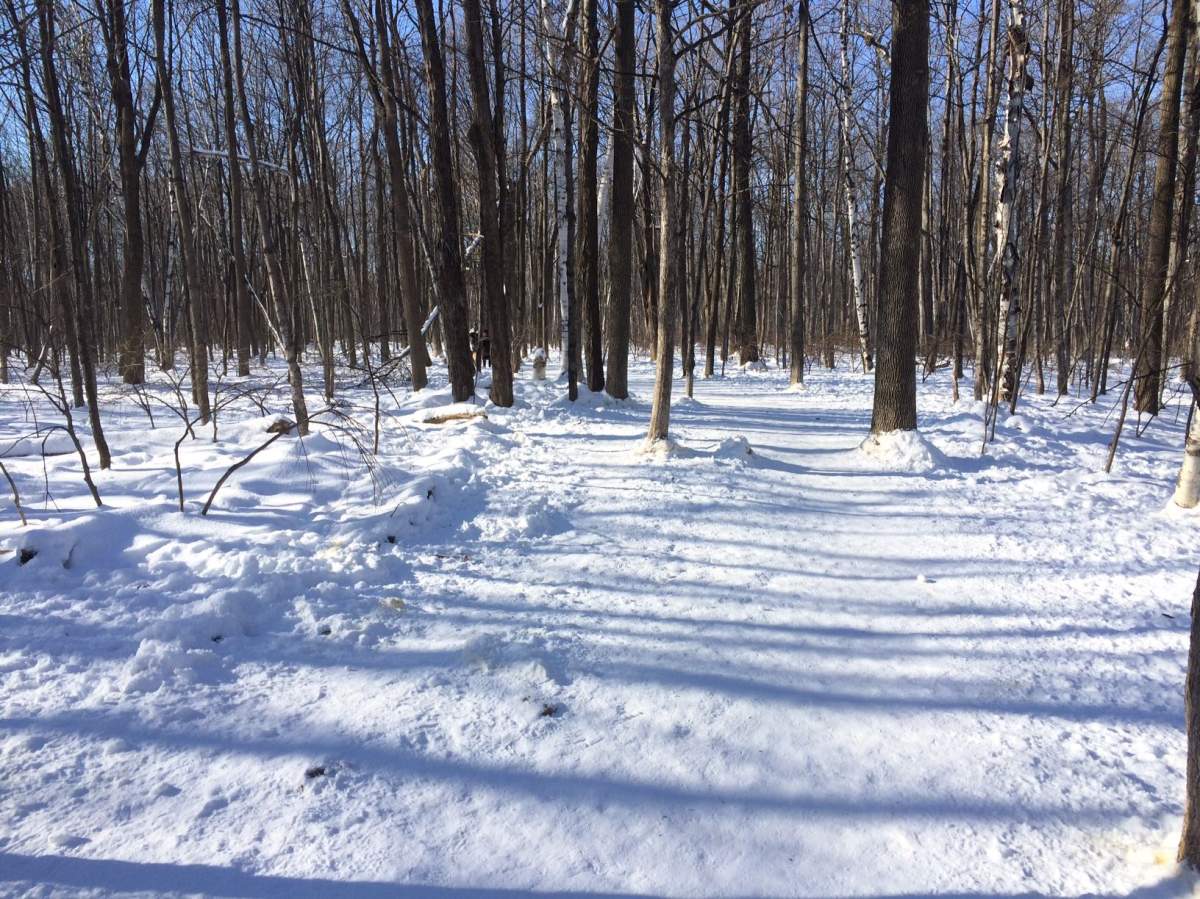Angell Woods in Beaconsfield, Que., is one of the largest remaining green spaces on the island of Montreal.