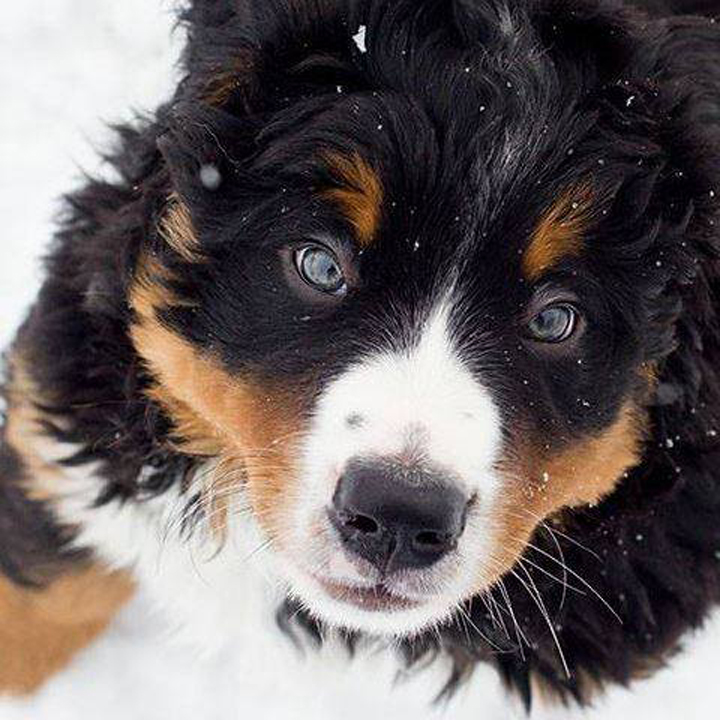 Bernese-Dog2-Copy | Globalnews.ca