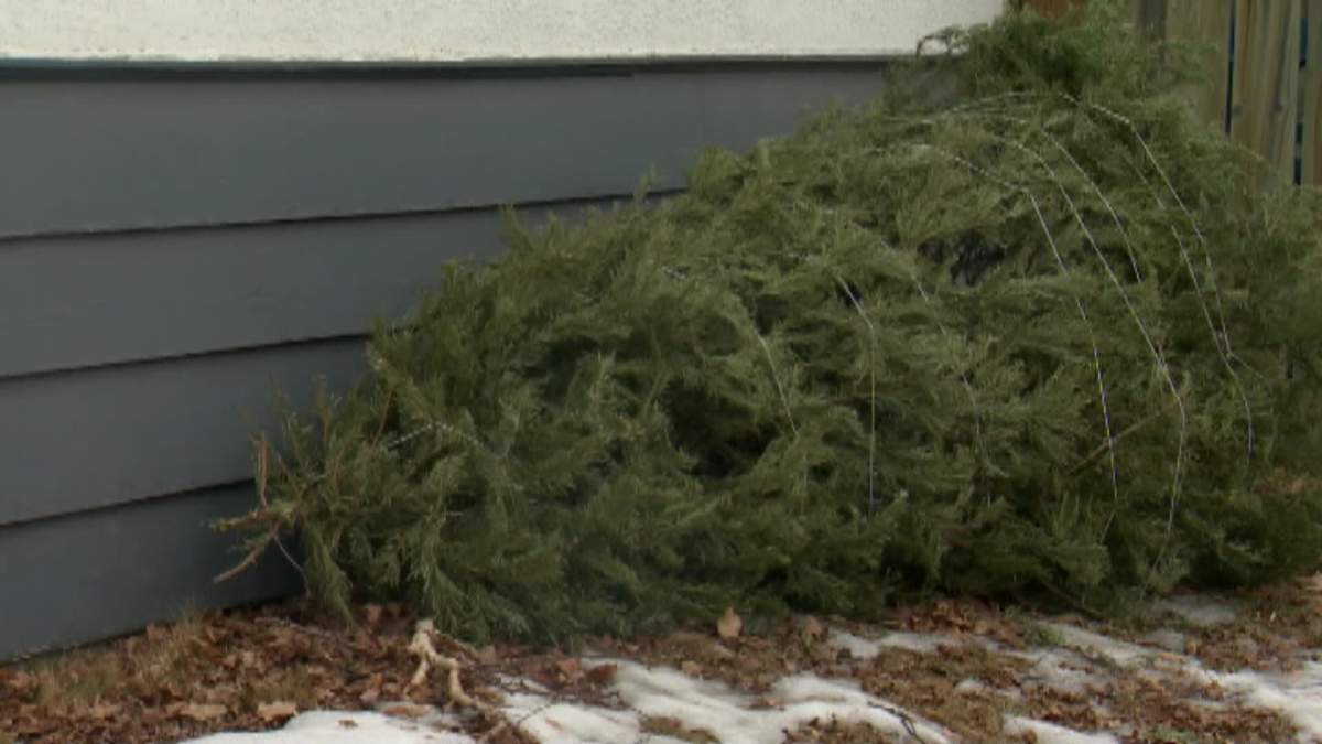 The city has begun its annual Christmas tree recycling program.