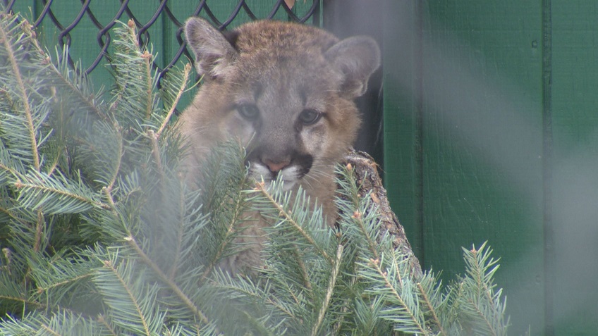 The Assiniboine Park Zoo opened a new exhibit featuring a rescued baby cougar. 