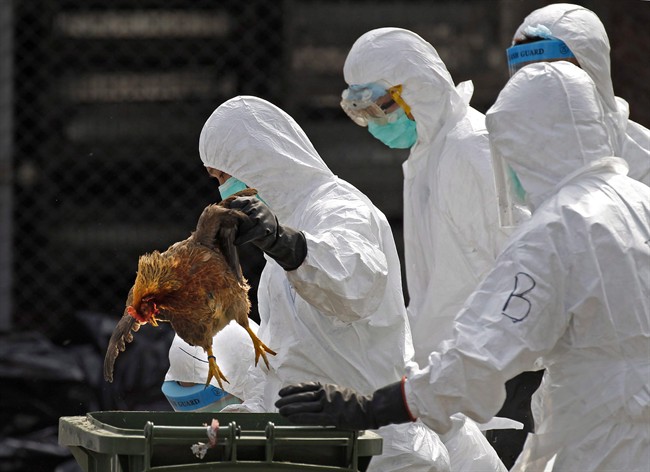 Health workers in full protective gear pick up a killed chicken after suffocated them by using carbon dioxide at a wholesale poultry market in Hong Kong, Tuesday, Jan. 28, 2014. Canadian health authorities say they have have diagnosed a second case of H7N9 bird flu in a British Columbia resident who recently returned from China. THE CANADIAN PRESS/AP/Vincent Yu.