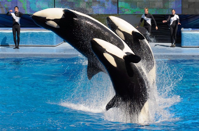 Ontario has passed a bill that prohibits the breeding and acquisition of killer whales.