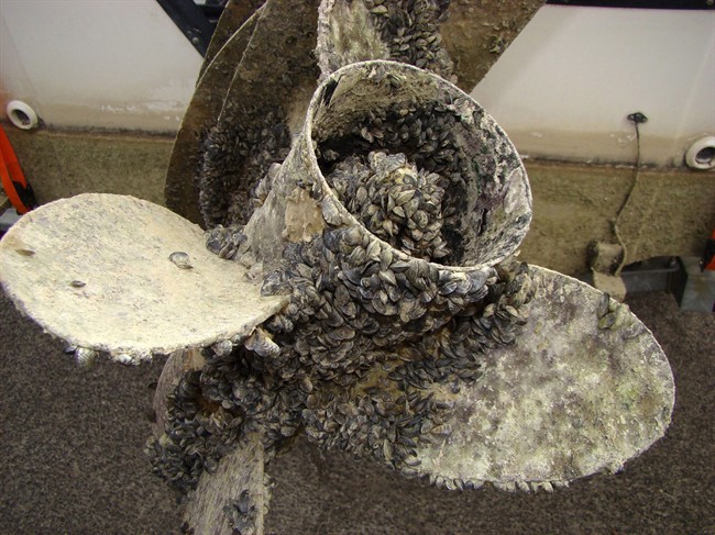 Quagga mussels cover a boat's propeller. Saskatchewan is committing up to $500,000 in 2017 to prevent zebra mussels and quagga mussels from entering the province.