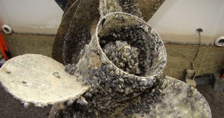 17 boats with invasive mussels stopped from entering B.C.