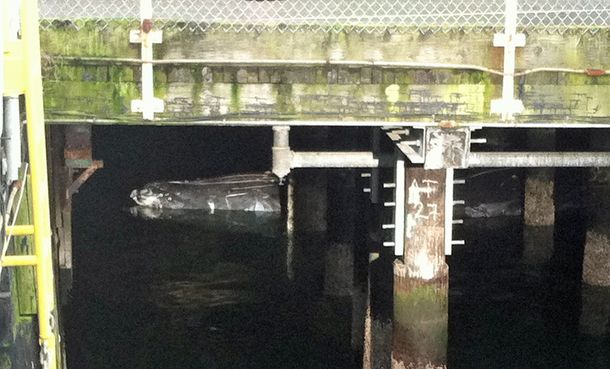 UPDATE: Necropsy shows dead whale found trapped underneath Seattle ferry pier struck by propeller - image