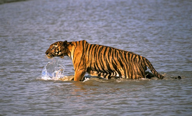 A Royal Bengal tiger prowls in Sunderbans, at the Sunderban delta, about 130 kilometers south of Calcutta, India. 