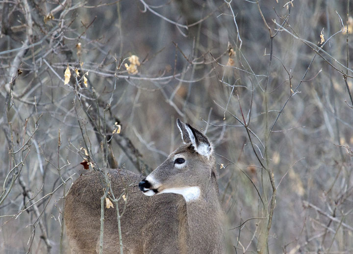 A deer eats from a bait pile at a hunting camp north of Matchwood, Mich. in this  Nov. 14, 2013 file photo. 