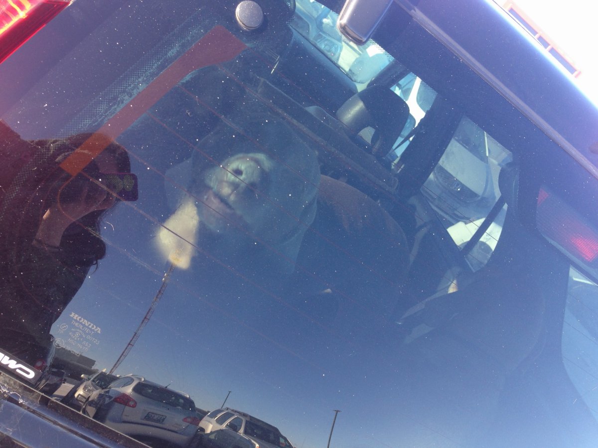 Two dogs were left in a vehicle at Polo Park mall for at least an hour on Saturday.