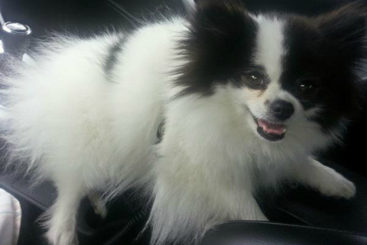 Police are searching for a missing Pomeranian named Eclair.