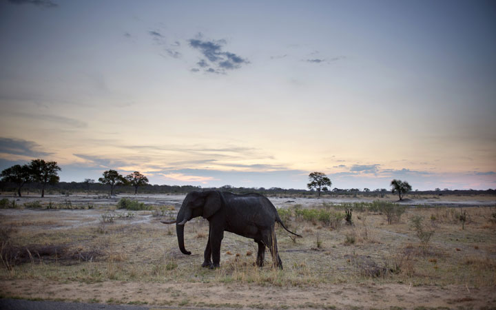 An African elephant is pictured on November 19, 2012, in Hwange National Park in Zimbabwe. 