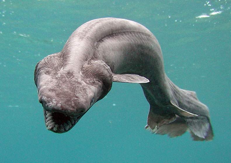 In this handout picture released by Awashima Marine Park, a 1.6 meter long frilled shark swims in a tank after being found by a fisherman at a bay in Numazu, on January 21, 2007 in Numazu, Japan.