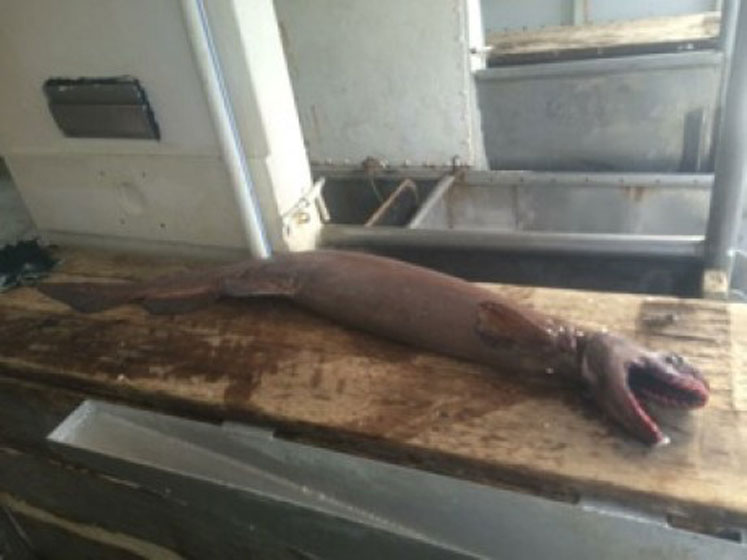 Rare frilled shark caught off Australian coast - image