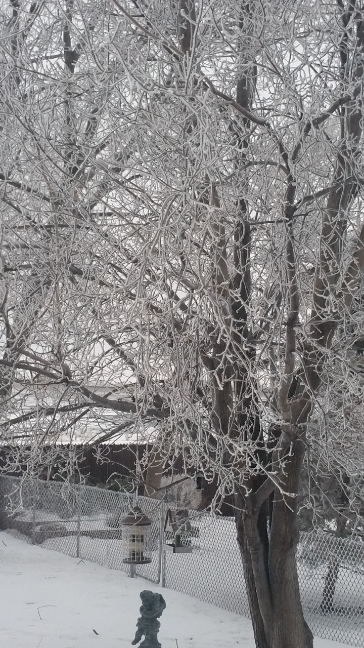 hoar frost