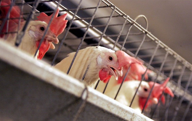 BC SPCA investigating Abbotsford poultry farm for alleged animal cruelty |  