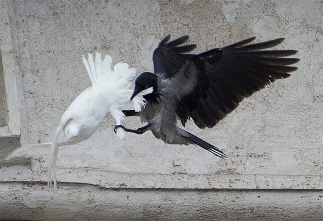 In this , Sunday, Jan. 26, 2014 file photo, a dove which was freed by children with Pope Francis during his Angelus prayer, is attacked by a black crow in St. Peter's Square, at the Vatican.