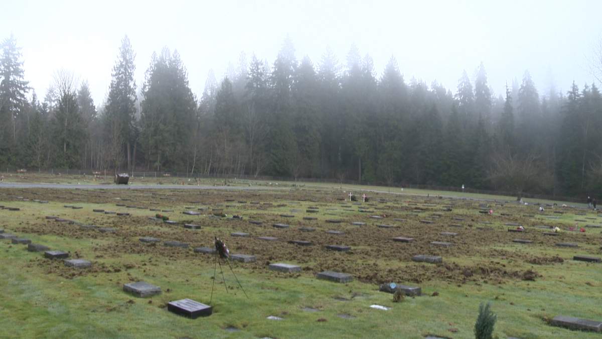 Port Coquitlam Cemetary torn up by animals looking for chafer beetles - image