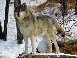 File photo of a gray wolf.