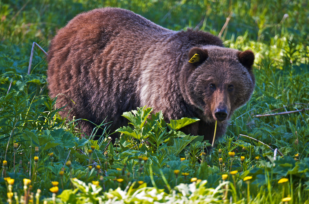 Mother grizzly 138.