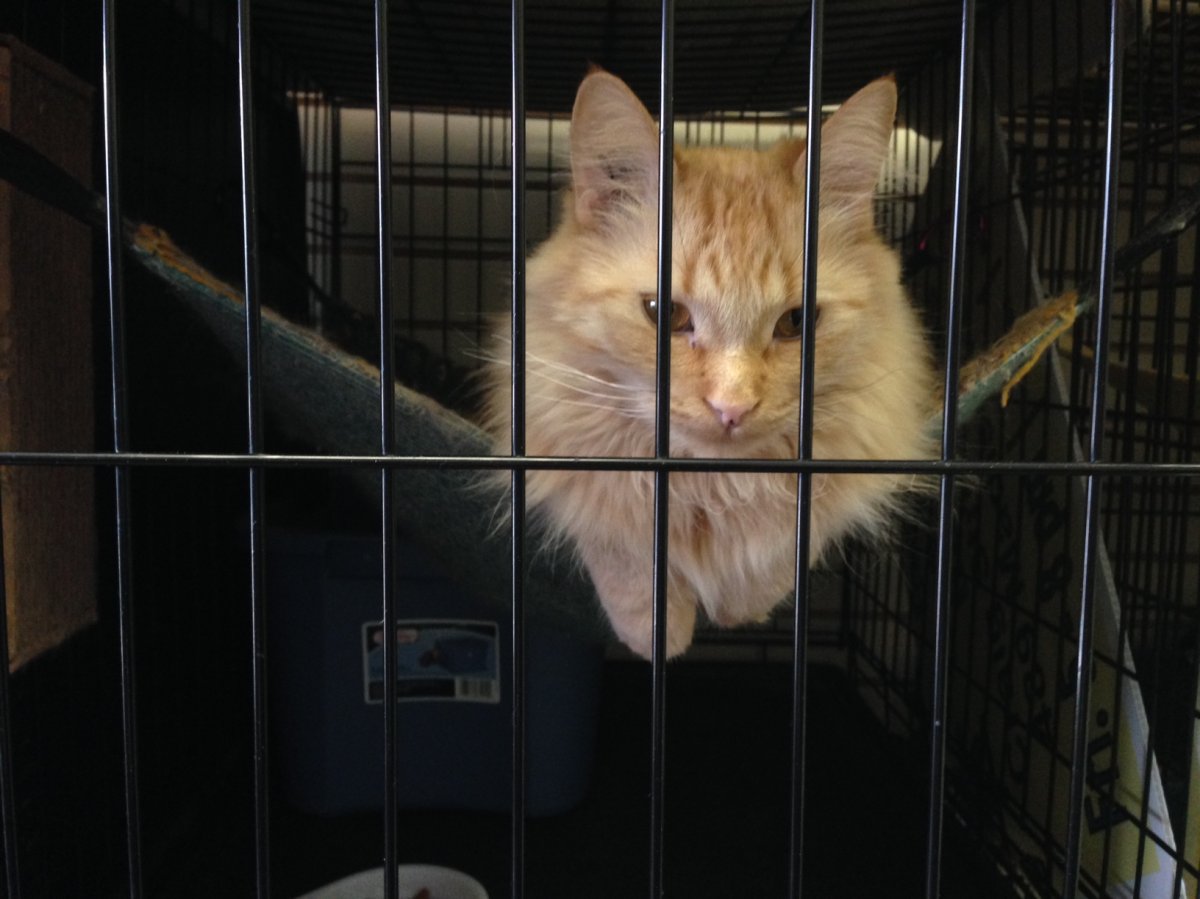 This is one of over 200 cats at the animal shelter. The building's lease was not renewed. 