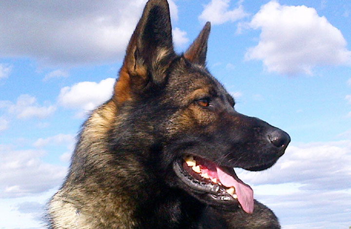 Prince Albert police dog tracks down stolen vehicle suspect