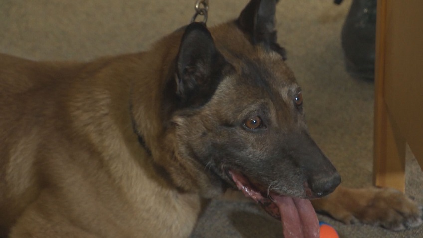 Judge, a Winnipeg Police Service dog with over 500 arrests made in his career passed away on Thursday. 