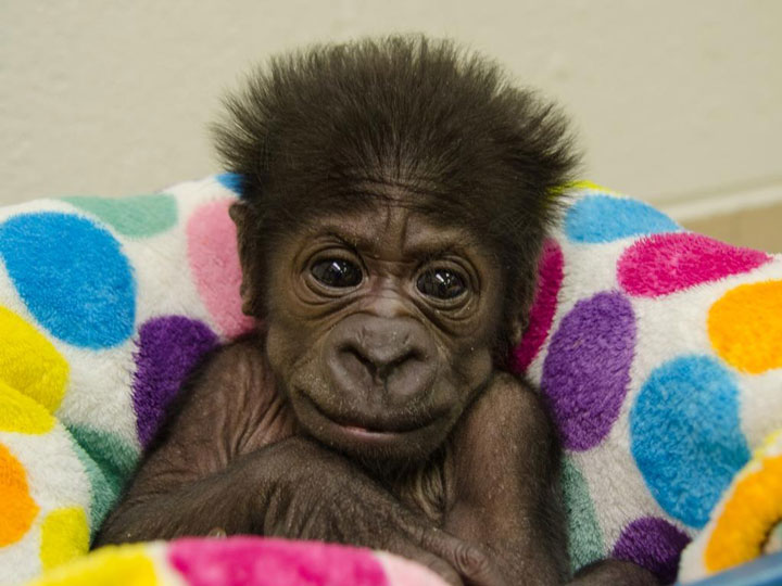Kamina, a western lowland gorilla, was born in August, 2014.