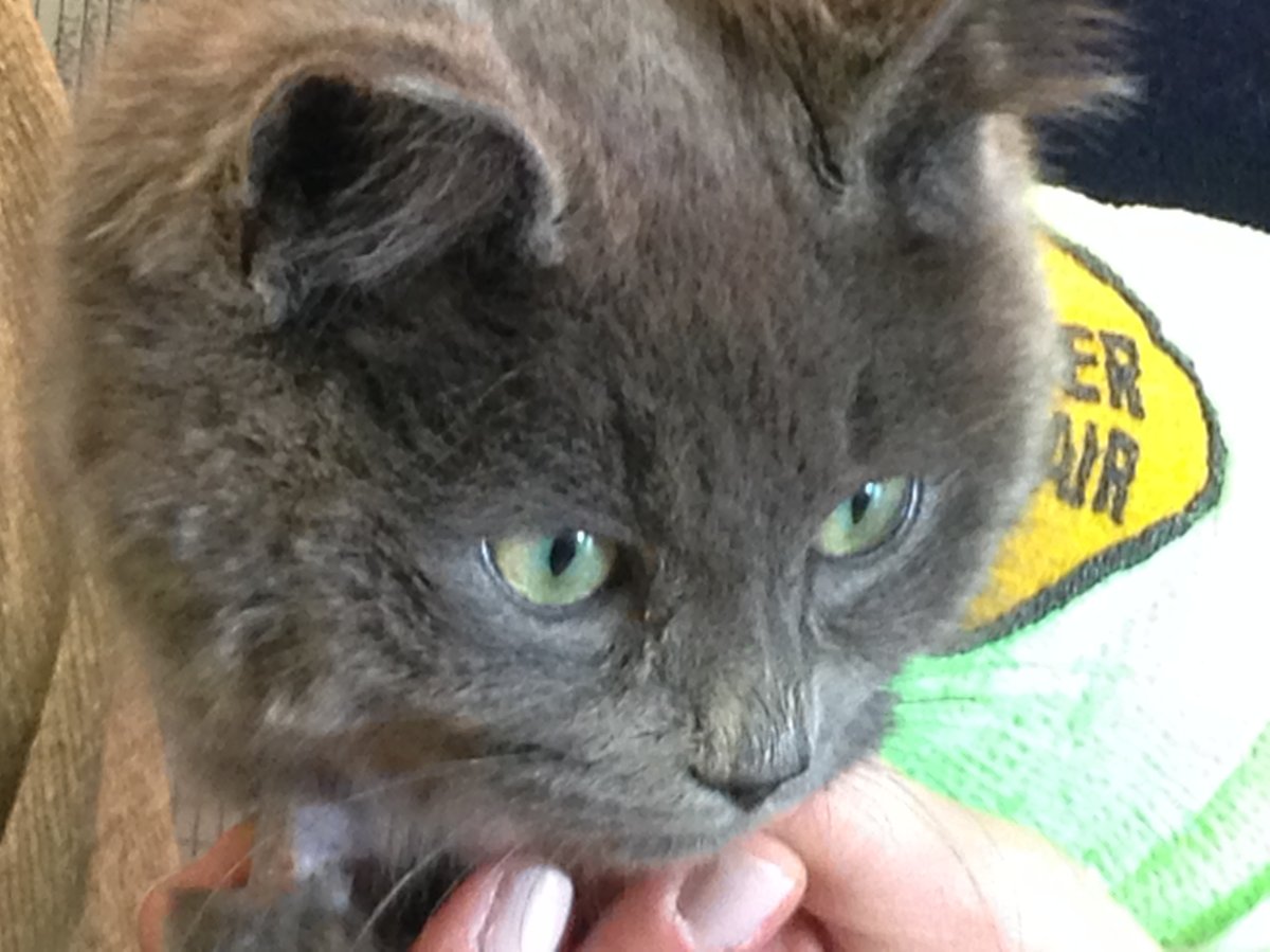 This kitten, now named Robert after his rescuer, was caught in a vehicle engine in Moncton.
