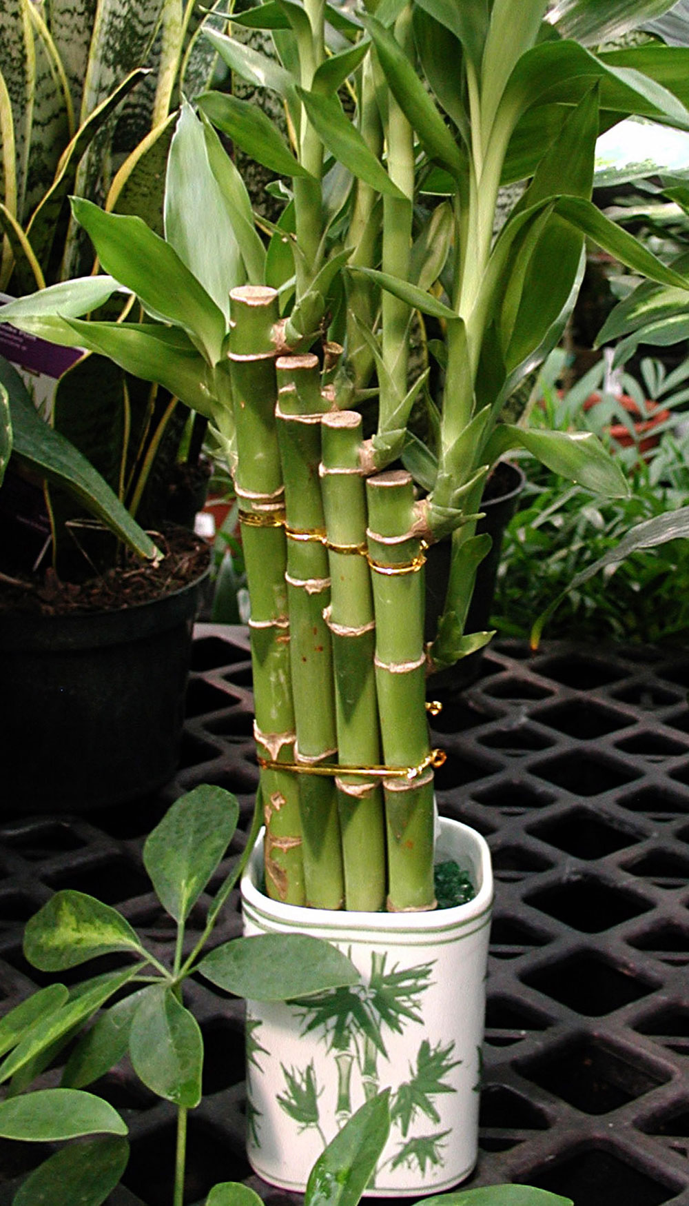 How To Care For Lucky Bamboo Which Isn T Bamboo At All Globalnews Ca   Lucky Bamboo 