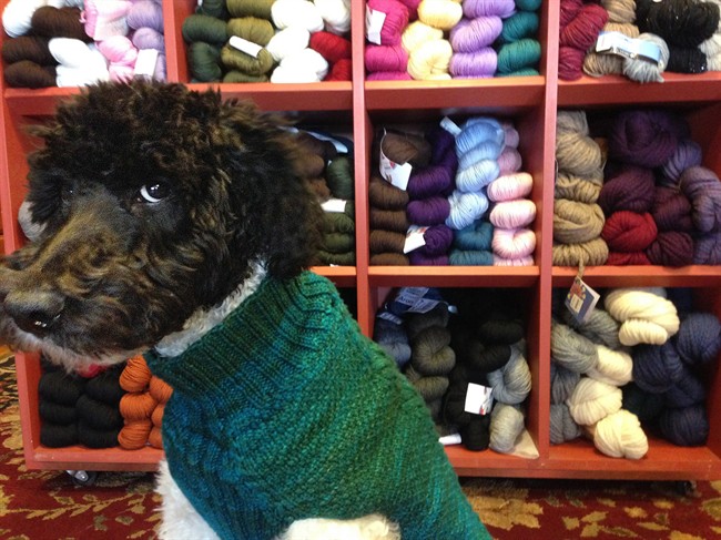 Knitted deals dog coats