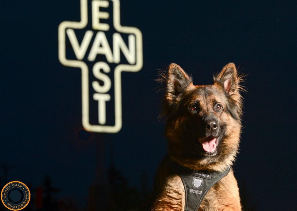 Police dog Lupo. Provided by the Vancouver Police Department.