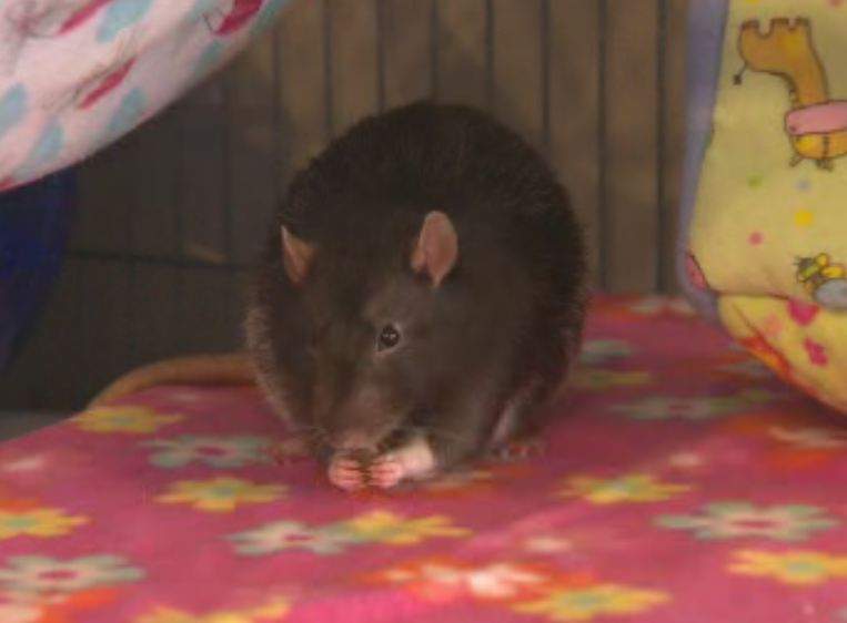 Okanagan rat getting world attention - image