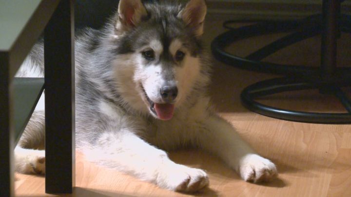 Rocky was one of 201 dogs seized from a southern Alberta property.