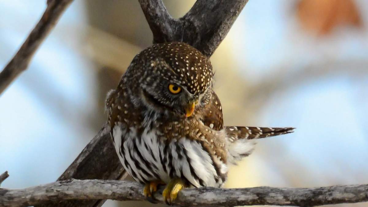 Alberta’s smallest owls draw big crowds in Calgary - image