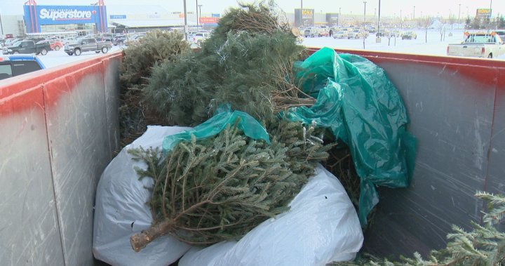 里贾纳市为当地居民举办树木回收计划