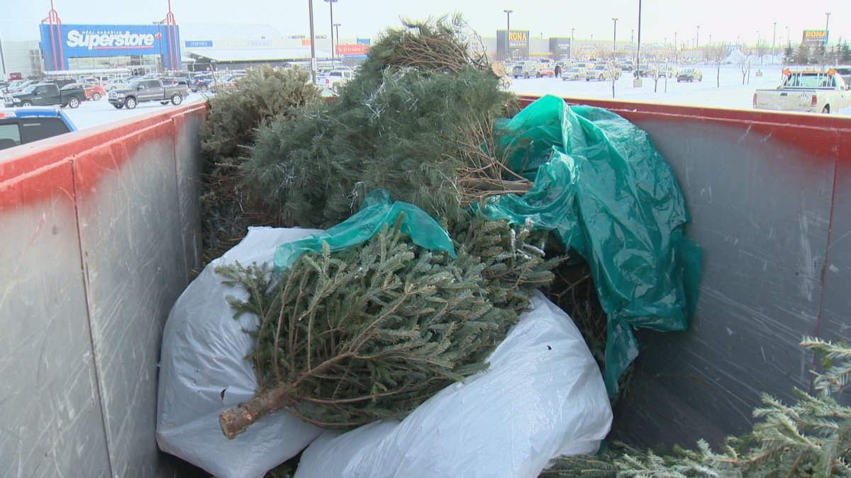 The "Treecycle" program where Regina residents can recycle their Christmas trees have kicked off this week and lasts until end of January.
