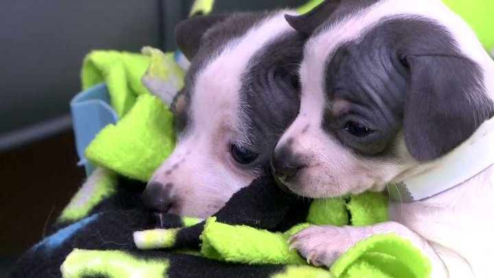 WATCH: Bag of puppies found in garbage at public park - National ...