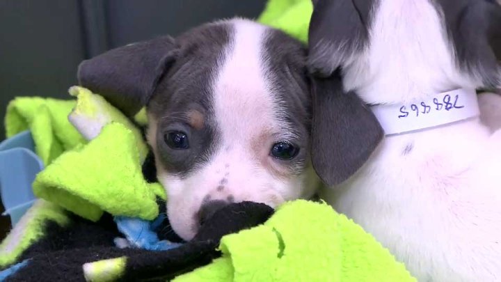 WATCH: Bag of puppies found in garbage at public park - National ...