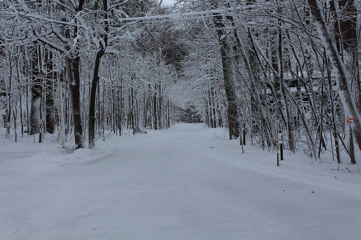 IN PHOTOS: Frozen landscapes after Montreal’s icy rain storm - Montreal ...